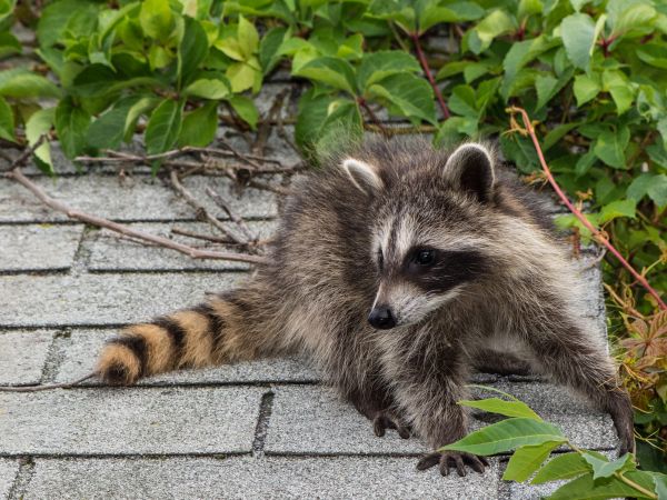 Flagstaff Wildlife Removal