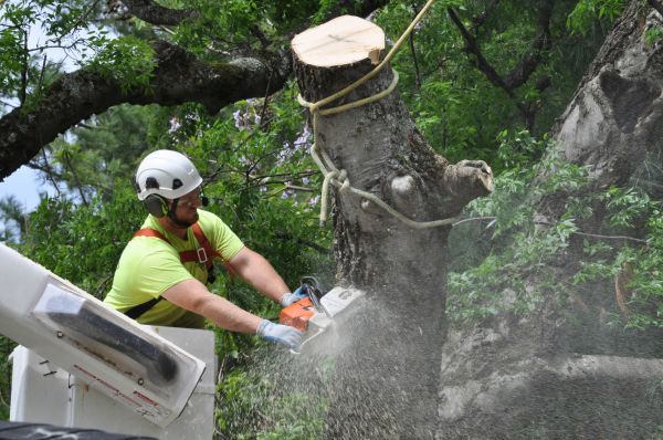Flagstaff Tree Trimming